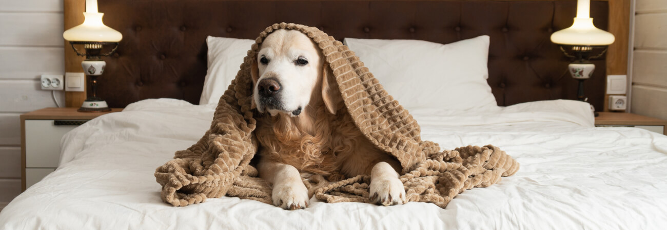 chien sur lit avec un plaid sur la tête